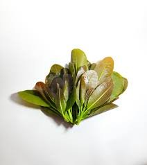 बटाड Anacardium occidentels (Linn)