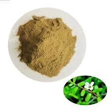 जलनीम Bacopa  moneiri (Linn)