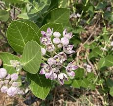 अलर्क calotropis procera (Aif)