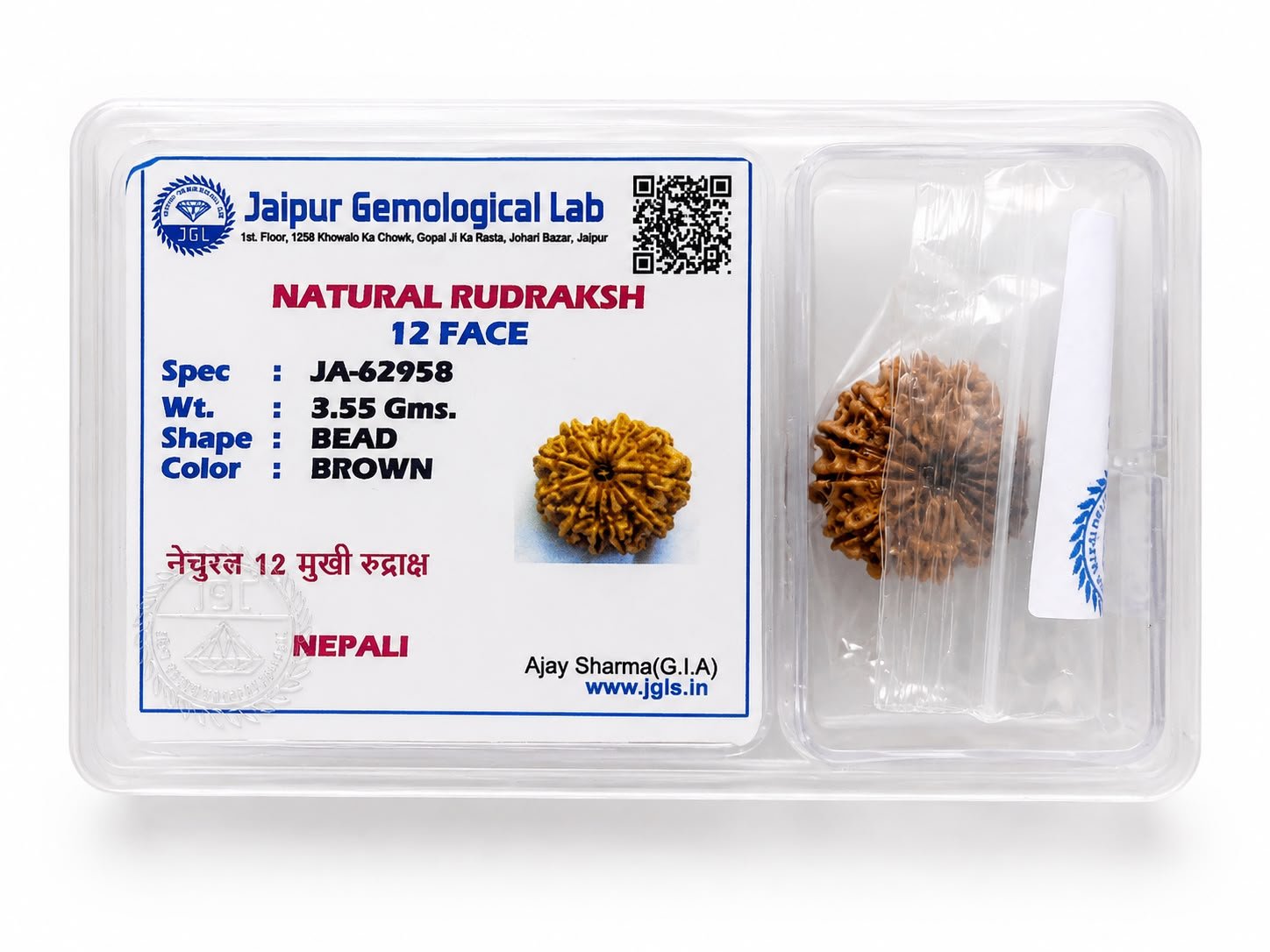 बारह मुखी रुद्राक्ष (12 Mukhi Rudraksha)