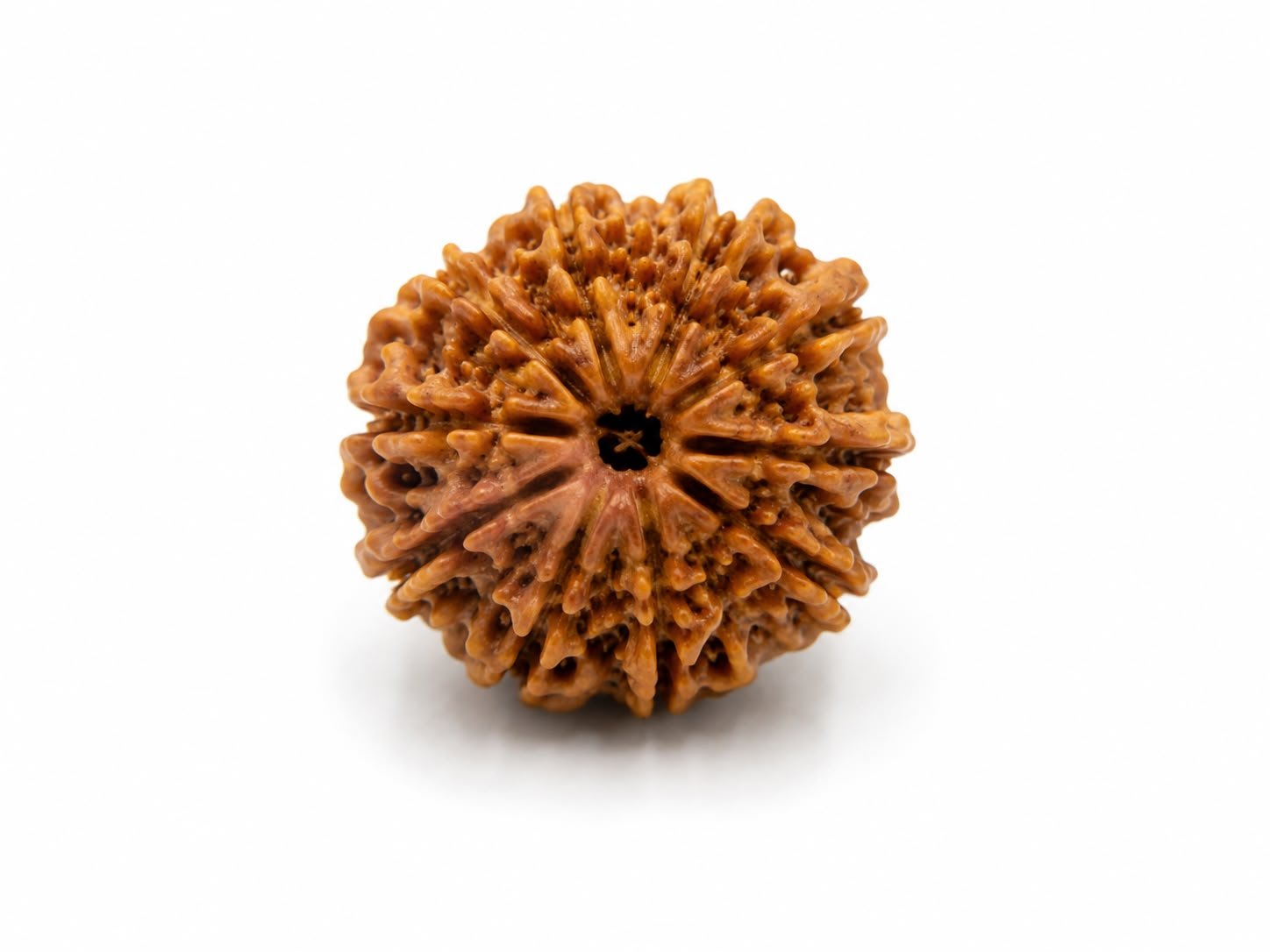 बारह मुखी रुद्राक्ष (12 Mukhi Rudraksha)