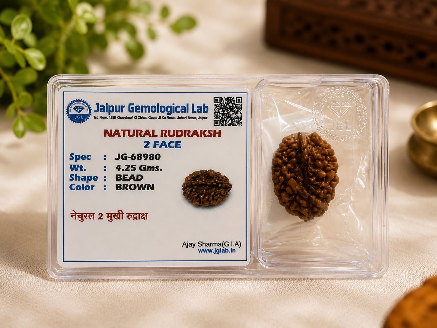 दो मुखी रुद्राक्ष (2 Mukhi Rudraksha)