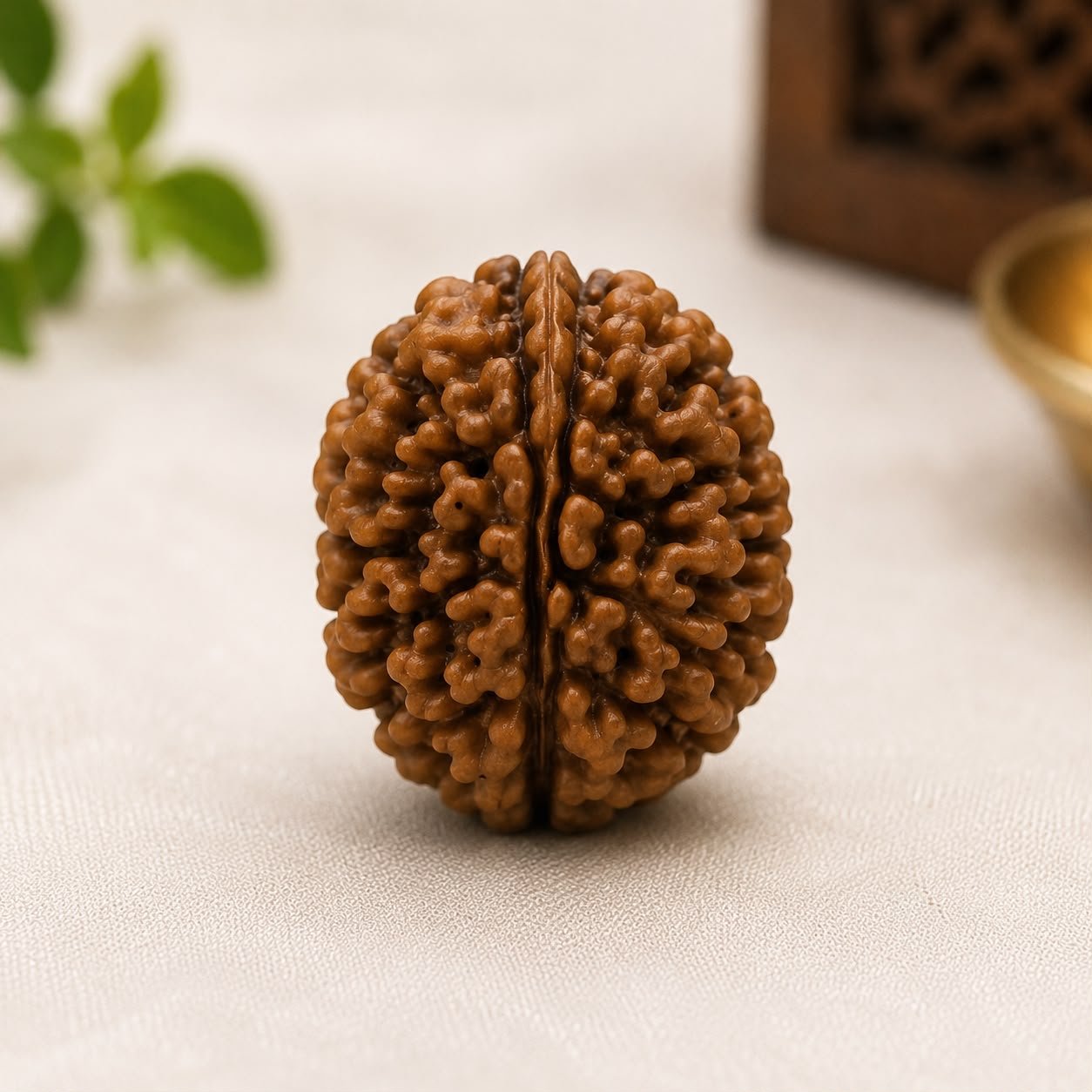 दो मुखी रुद्राक्ष (2 Mukhi Rudraksha)